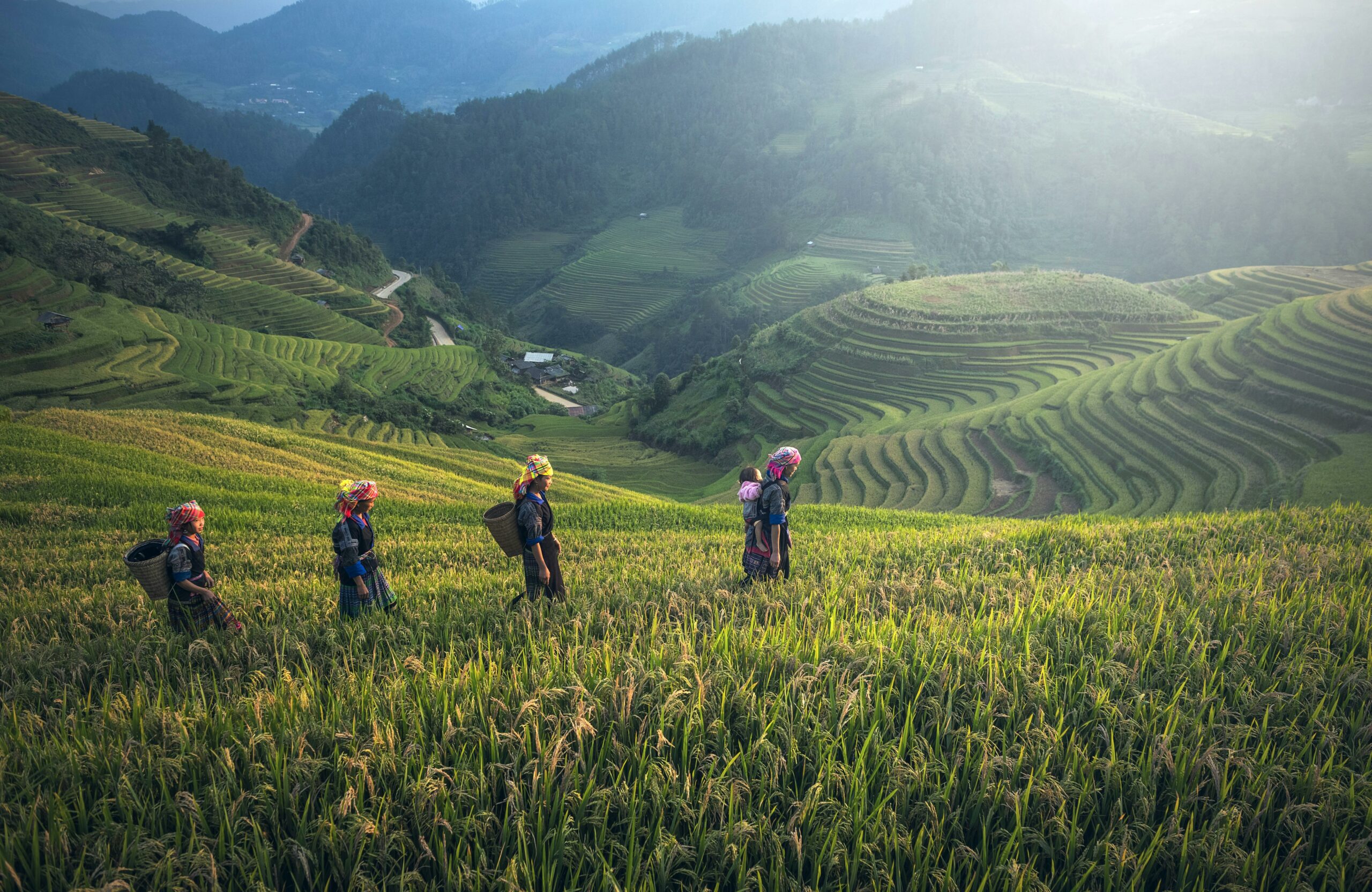 rice farm 02